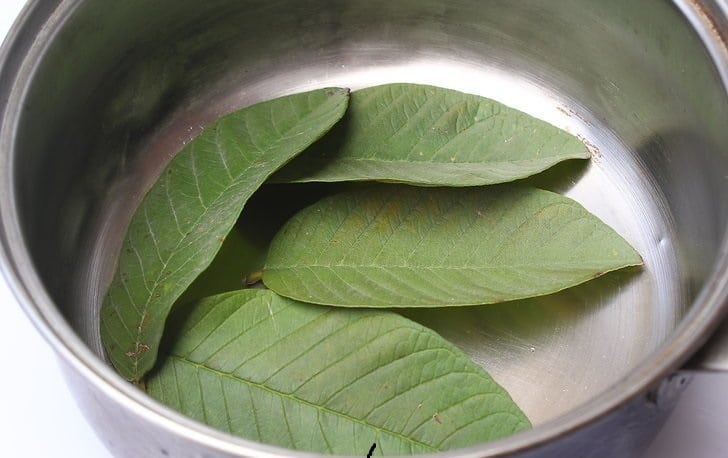 feuilles de mangue et diabète