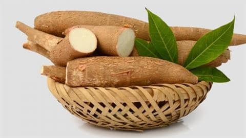 le manioc était un traitement efficace et peu coûteux permettant d’inverser la croissance du cancer