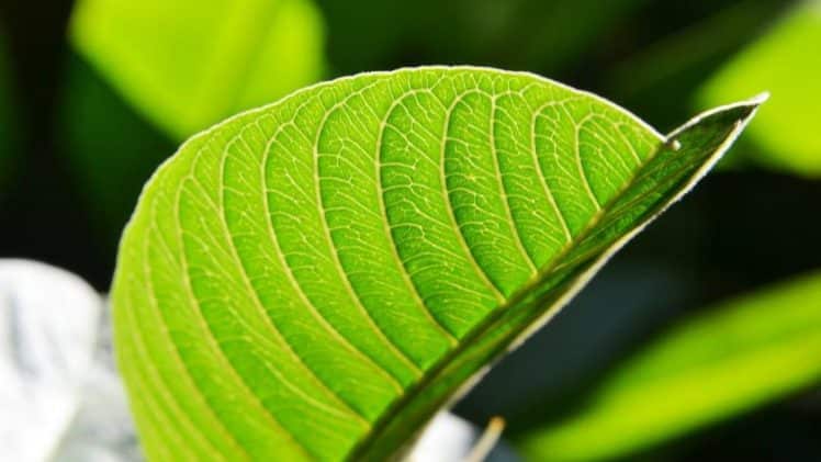 16 avantages pour la santé des feuilles de goyave que vous ne saviez pas