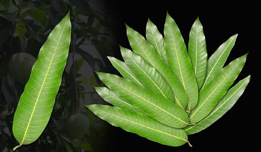 10 avantages inconnus des feuilles de mangue: ne les jetez plus!