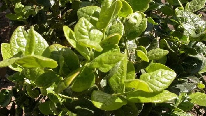 Feuilles de boldo bienfaits utilisation