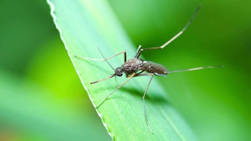 Répulsif anti-moustique naturel fait maison