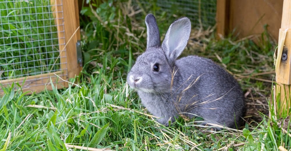 comment tuer un lapin