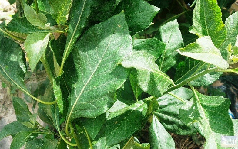 Vernonia amygdalina
