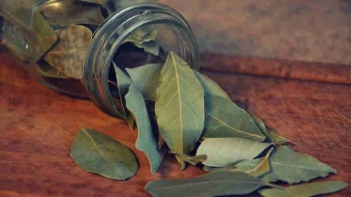 feuilles de laurier