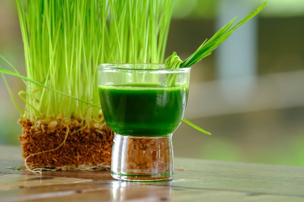 Agropyre et ses bienfaits