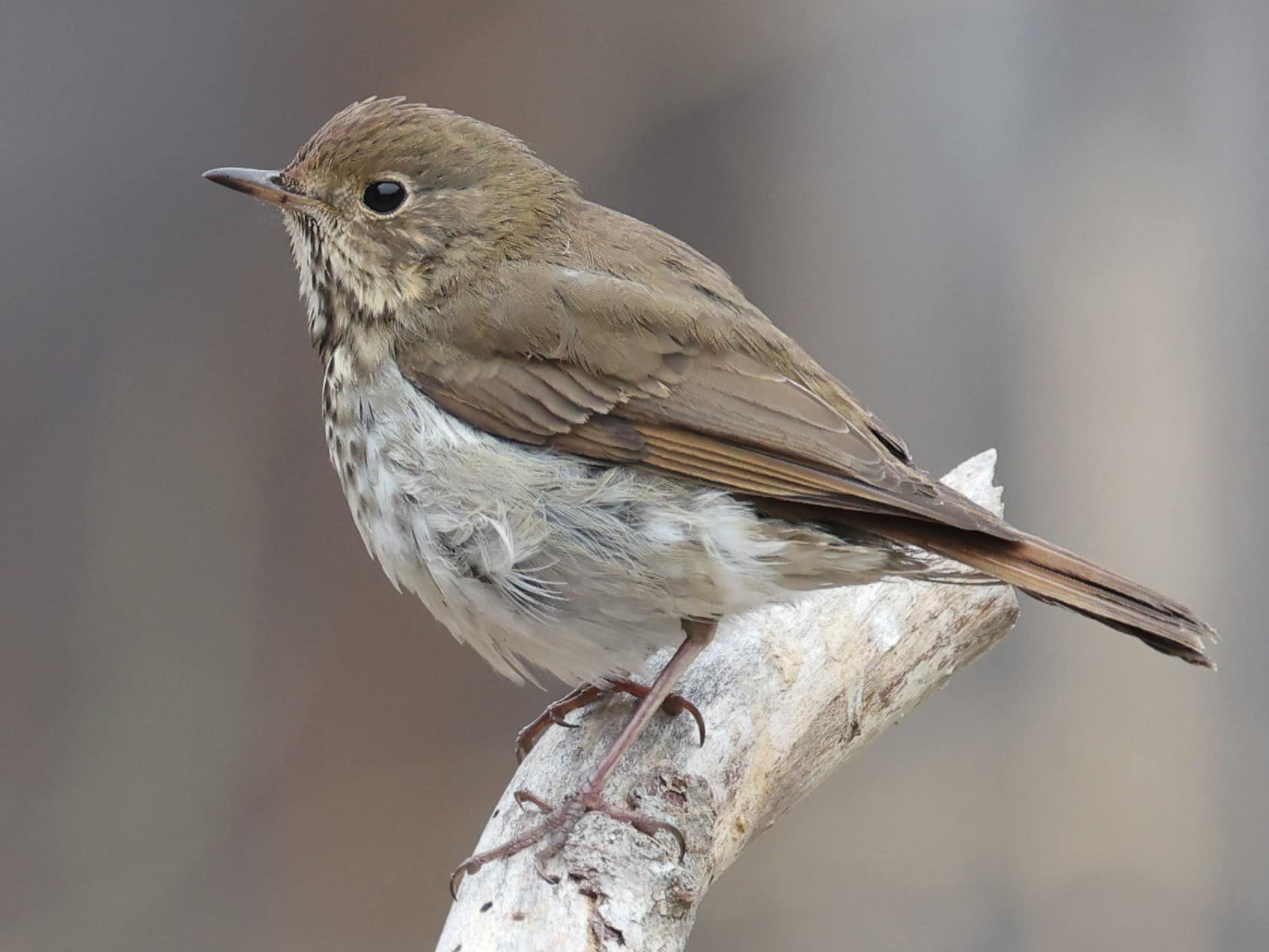 10 Oiseaux qui chantent la nuit Santé Peau Noir