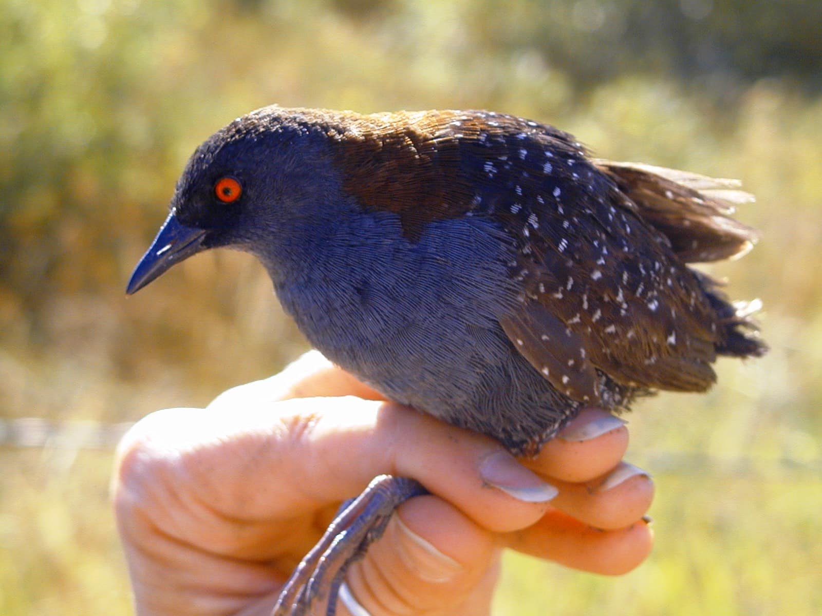 10 Oiseaux qui chantent la nuit Santé Peau Noir