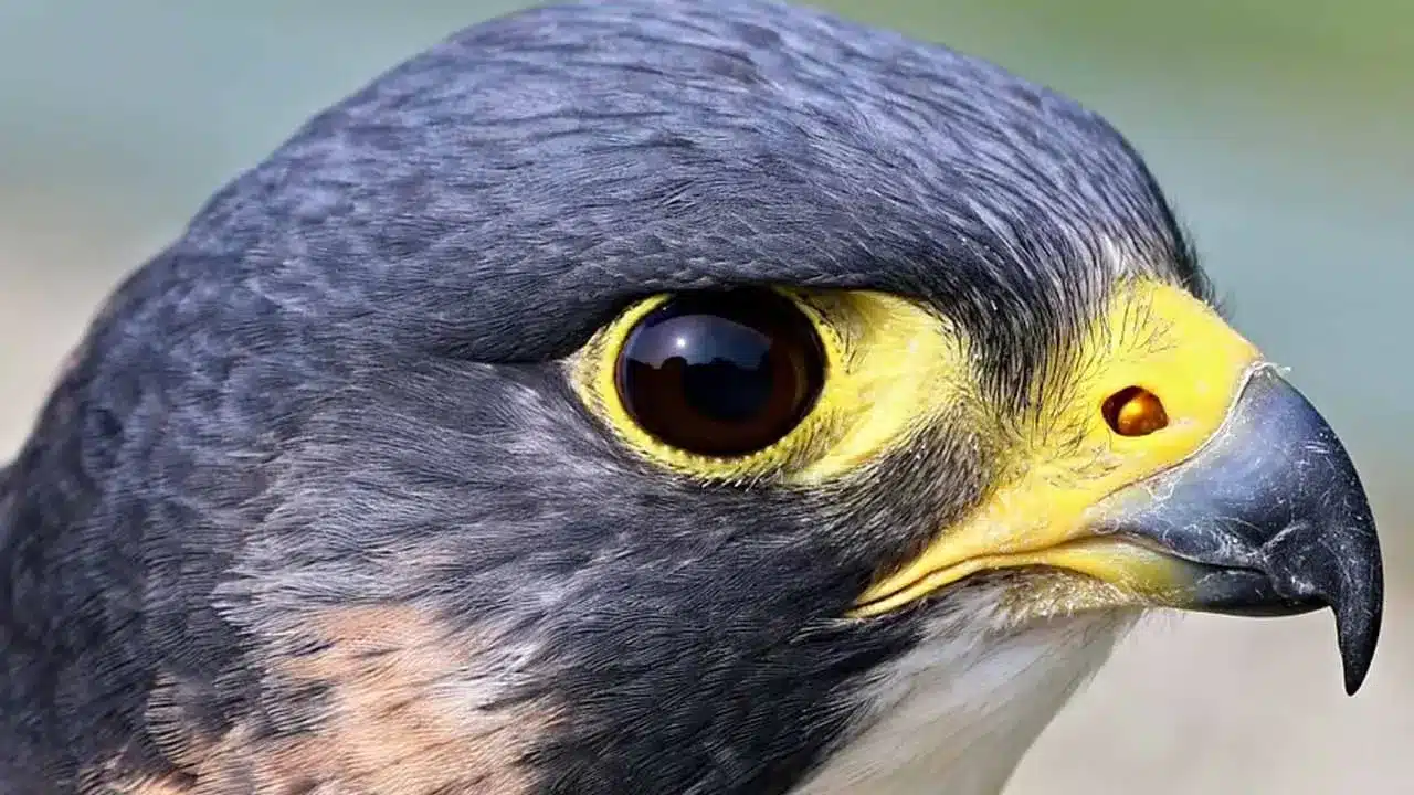 oiseaux les plus rapide
