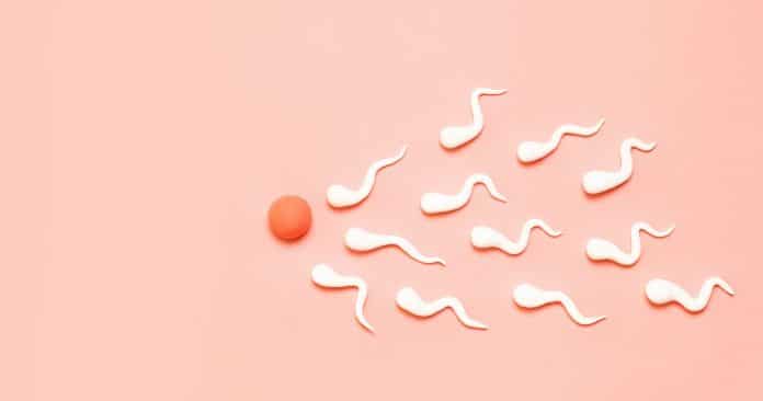 Nombre de spermatozoïdes pour tomber enceinte