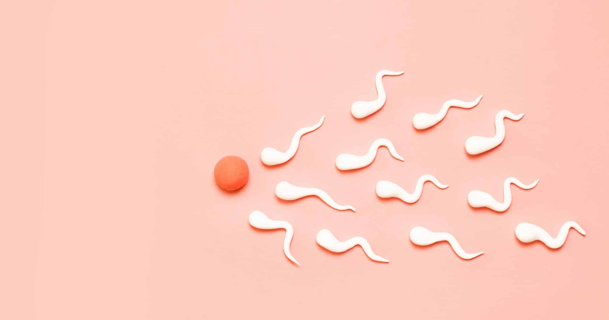Nombre de spermatozoïdes pour tomber enceinte