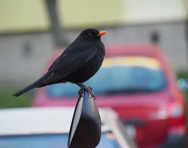 Grive noire oiseaux noir bec orange