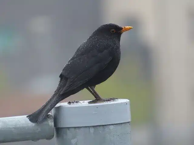 oiseaux noir bec orange