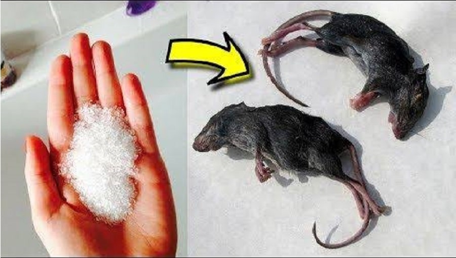 tuer des rats avec du sel