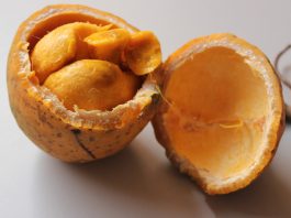 Saba senegalensis madd fruit