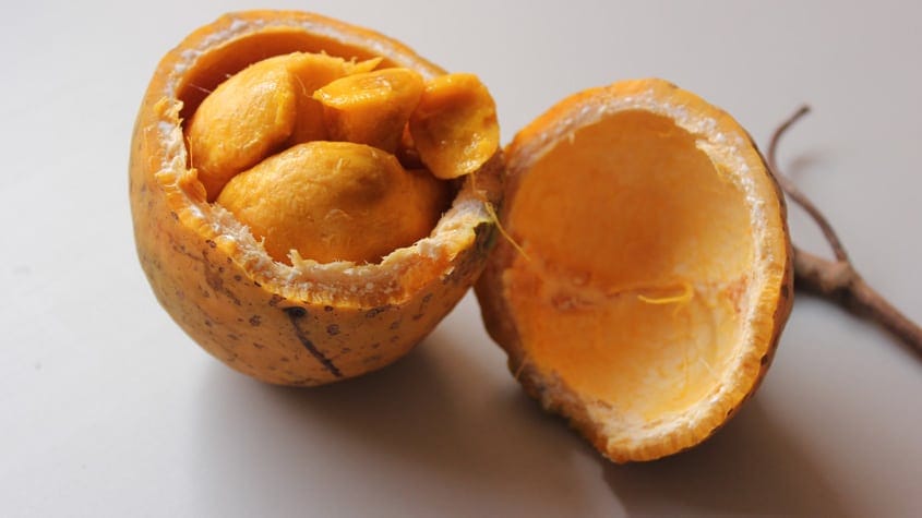 Saba senegalensis madd fruit