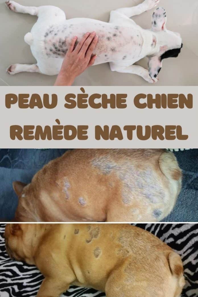 peau sèche chien remède naturel