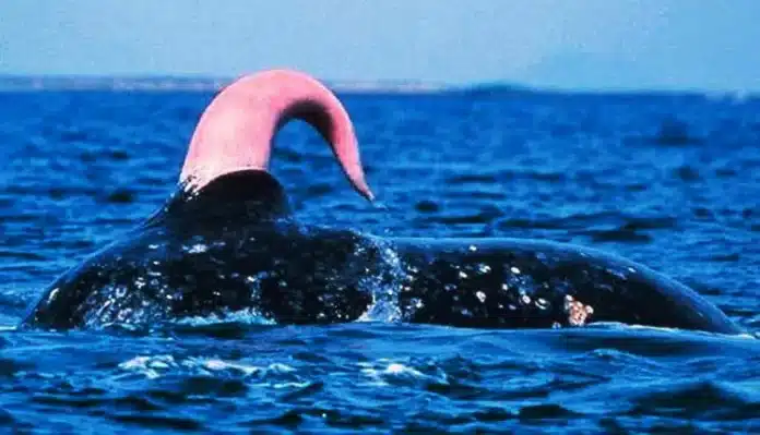 Penis de Baleine