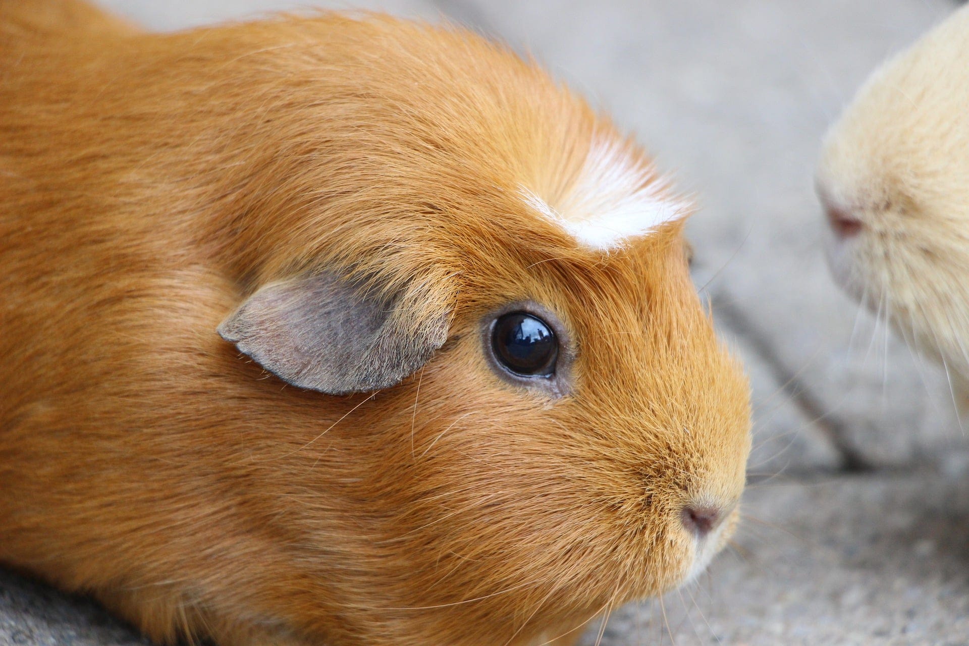 Top 10 des plus belles races de cochons d