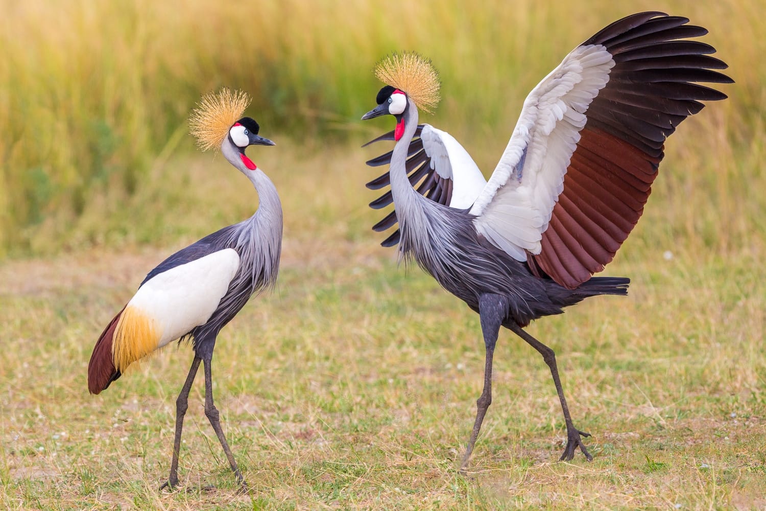 Voici la liste des plus beaux oiseaux d'afrique et leurs — free download