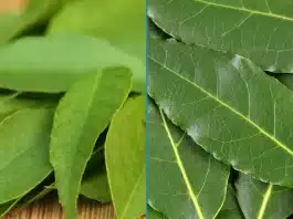 feuilles de laurier et curry