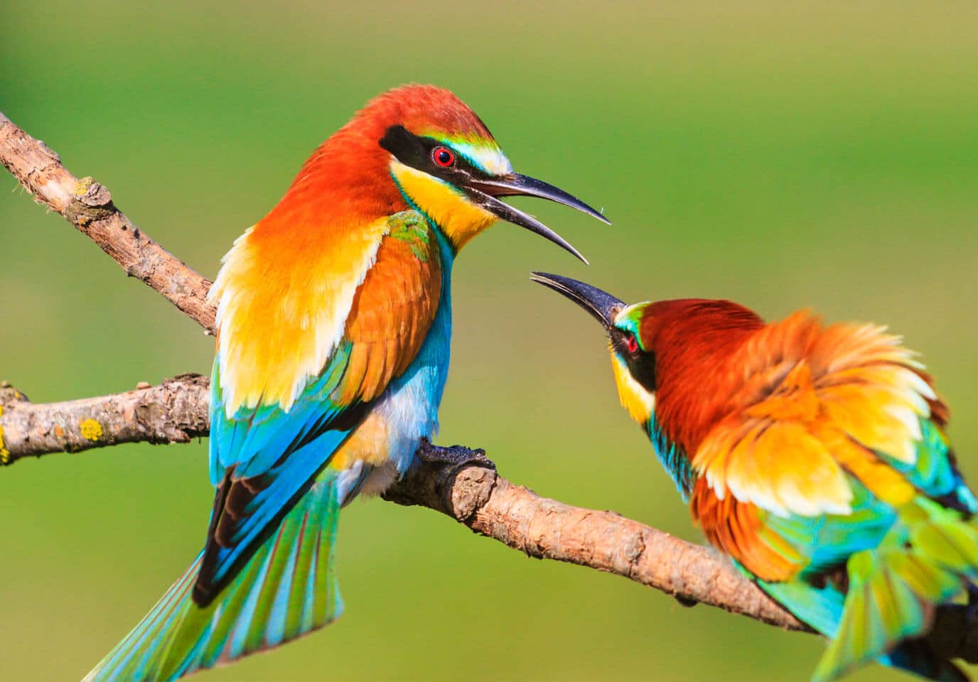 plus beaux oiseaux en afrique
