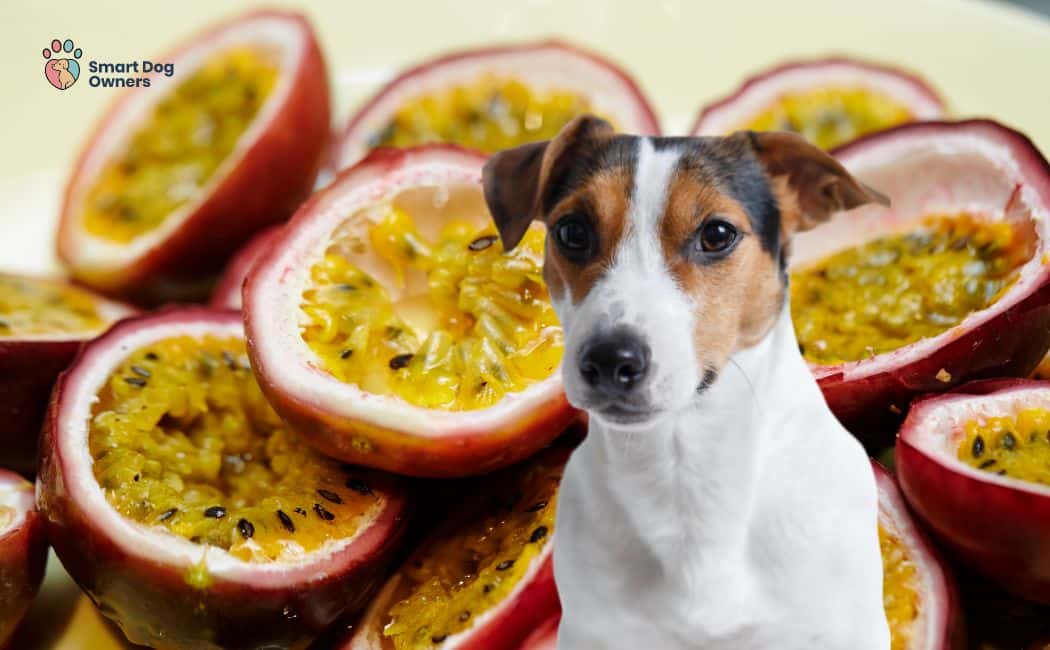chiens mange fruits de la passion