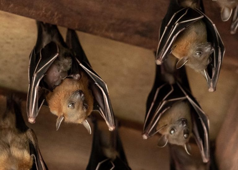 15 astuces pour éloigner les chauves-souris de votre maison