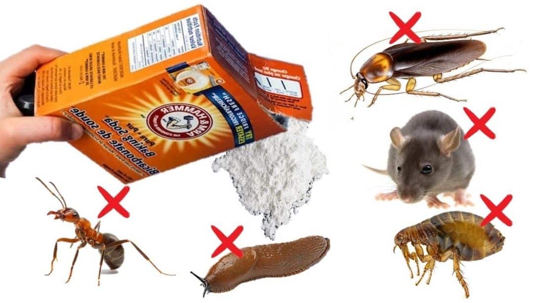 Bicarbonate De Soude Et Punaise De Lit