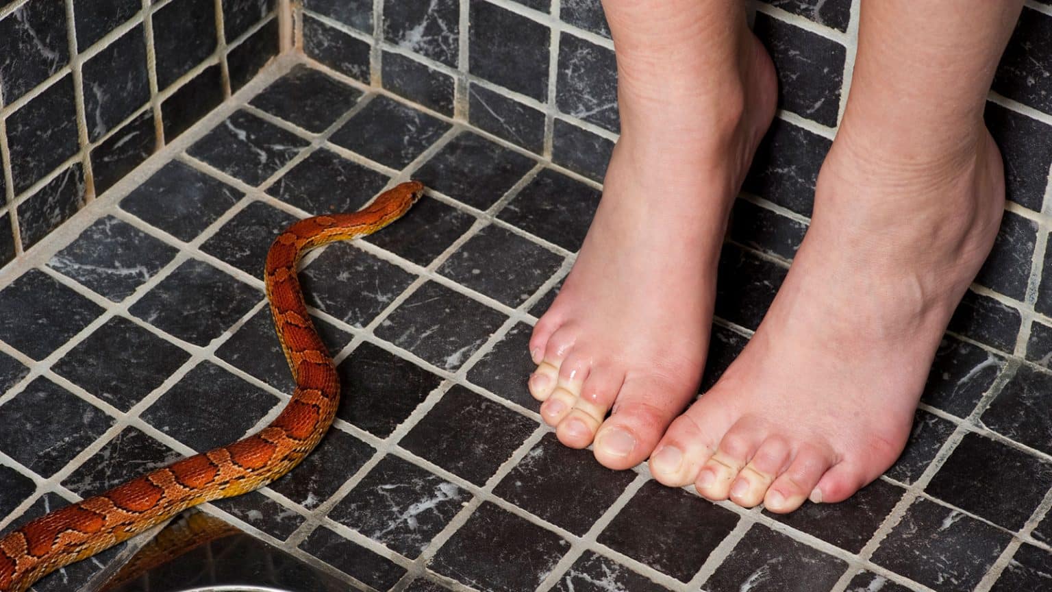9 idées de répulsifs naturels pour éloigner les serpents