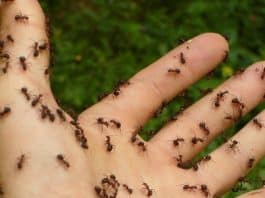 Morsure de fourmis