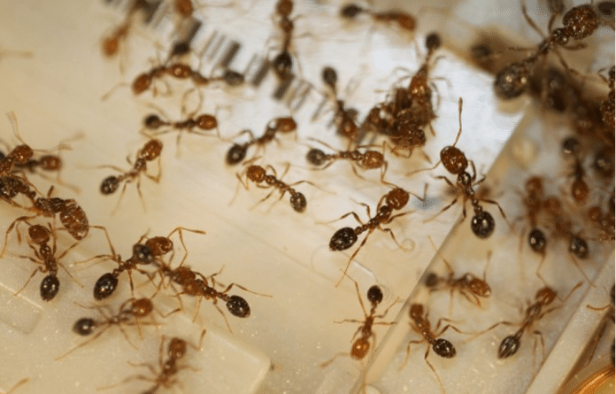 remèdes de grand-mère contre les fourmis