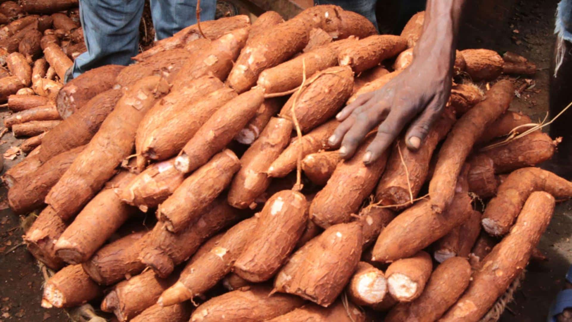 Bienfaits du manioc sexuellement