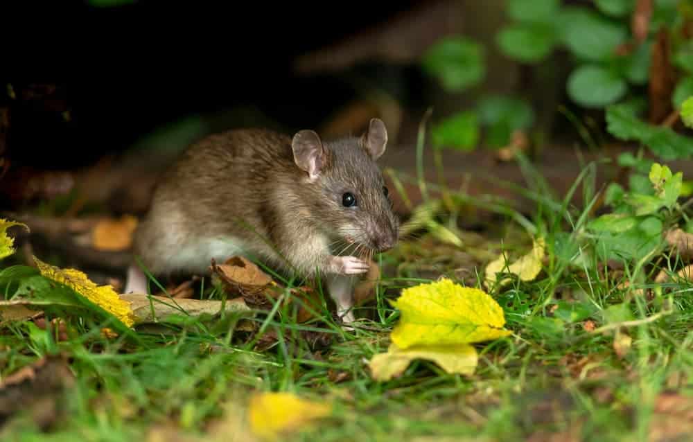Plantes contre rats et souris