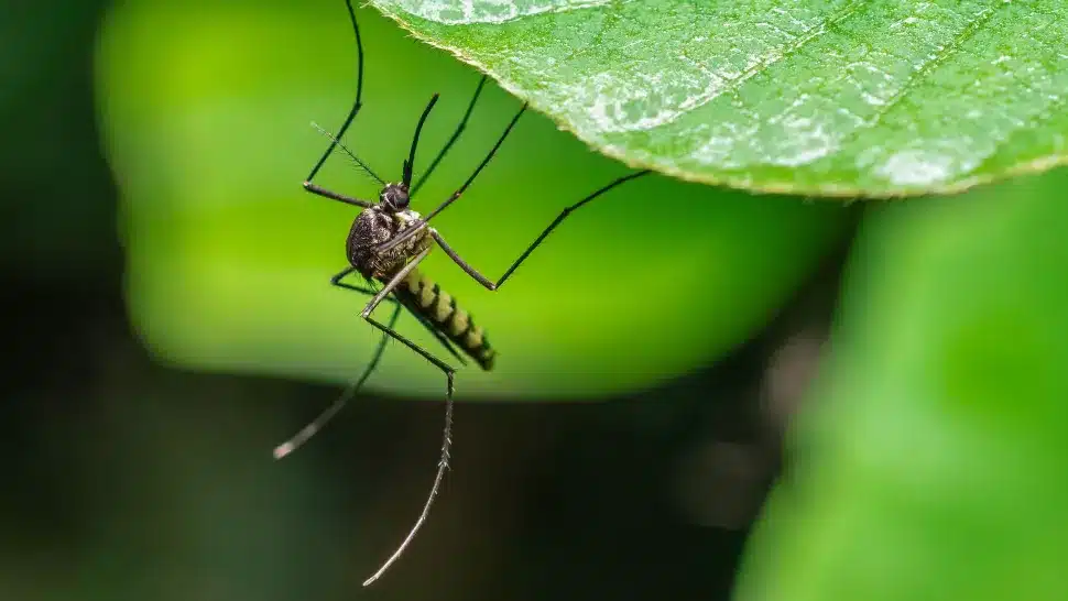Mosquito on leaf (Image credit: Shutterstock)