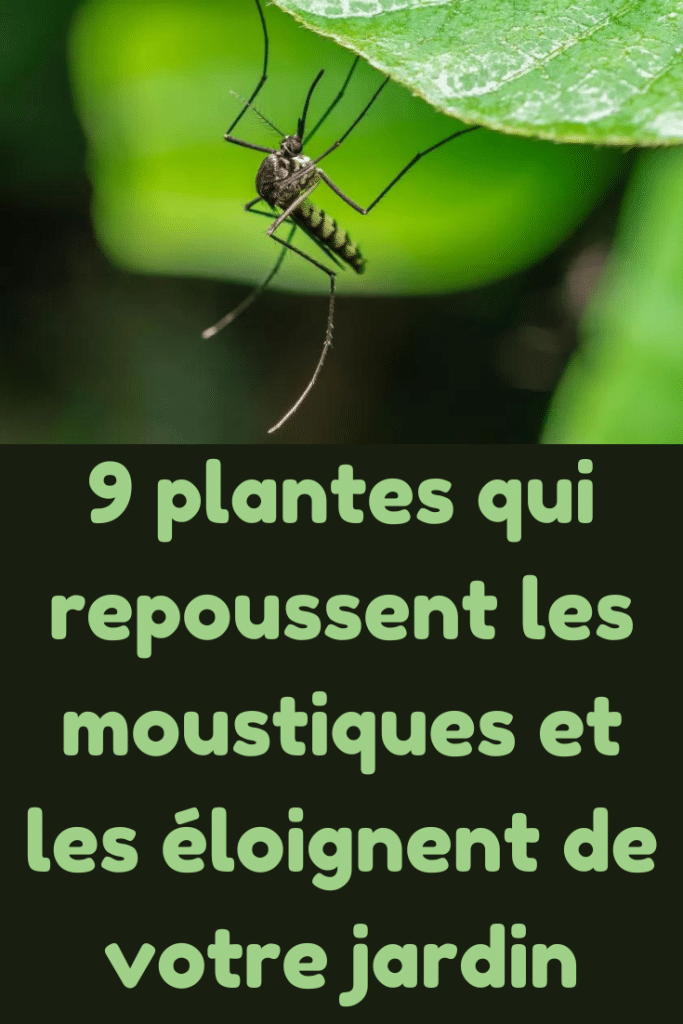 plantes qui repoussent les moustiques pinterest