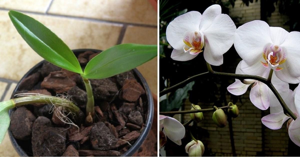 propager une orchidée