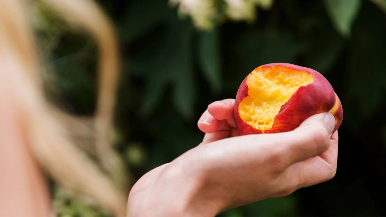 Nectarines pendant la grossesse