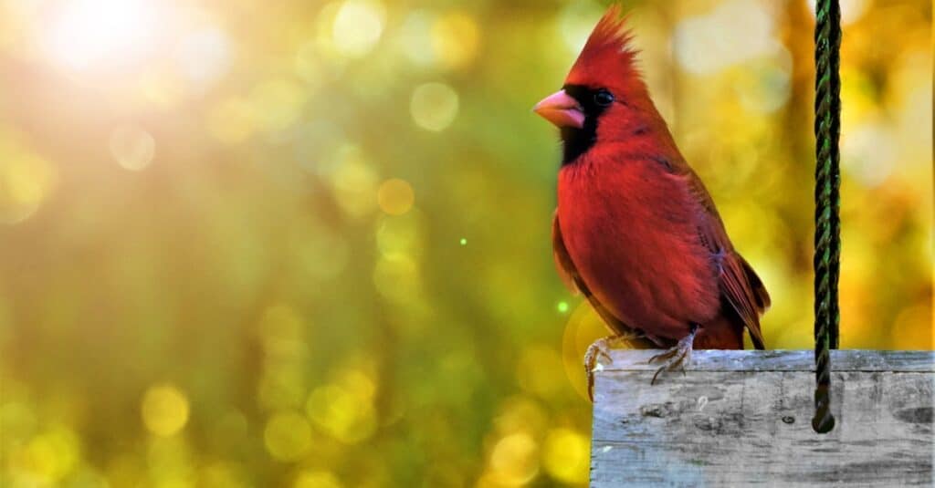 oiseaux