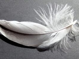 plumes blanches et grises signification