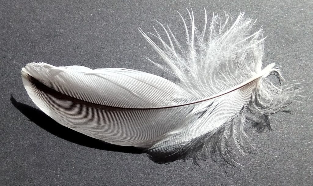 plumes blanches et grises signification