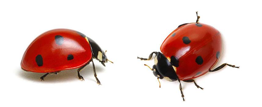se debarasser des coccinelles