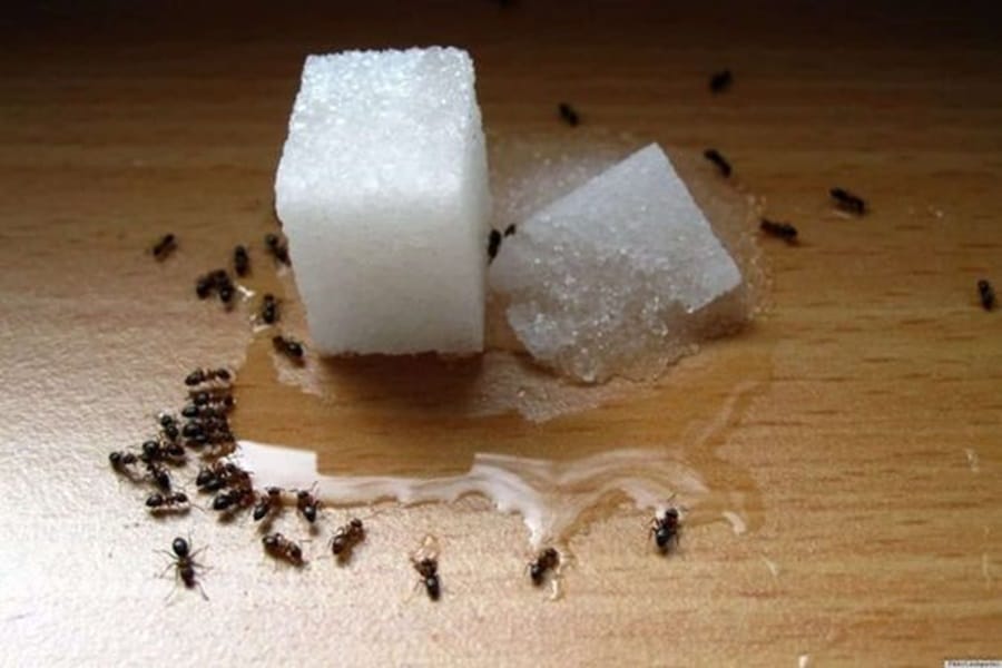 Comment se débarrasser définitivement des fourmis