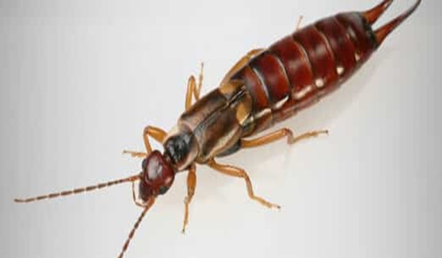 perce-oreilles dans la maison