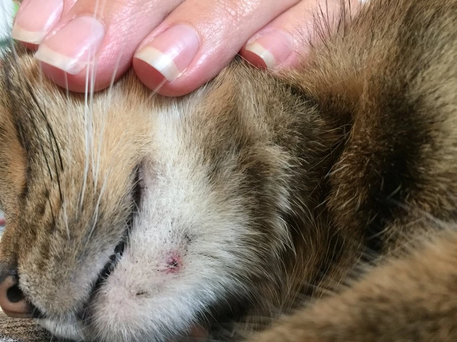 Acné du chat