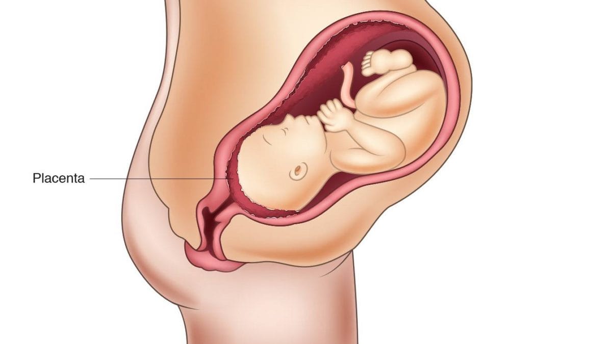 designe du bebe dans le ventre foetus
