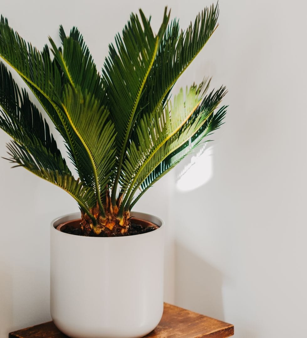 Palmiers d'intérieur tendance